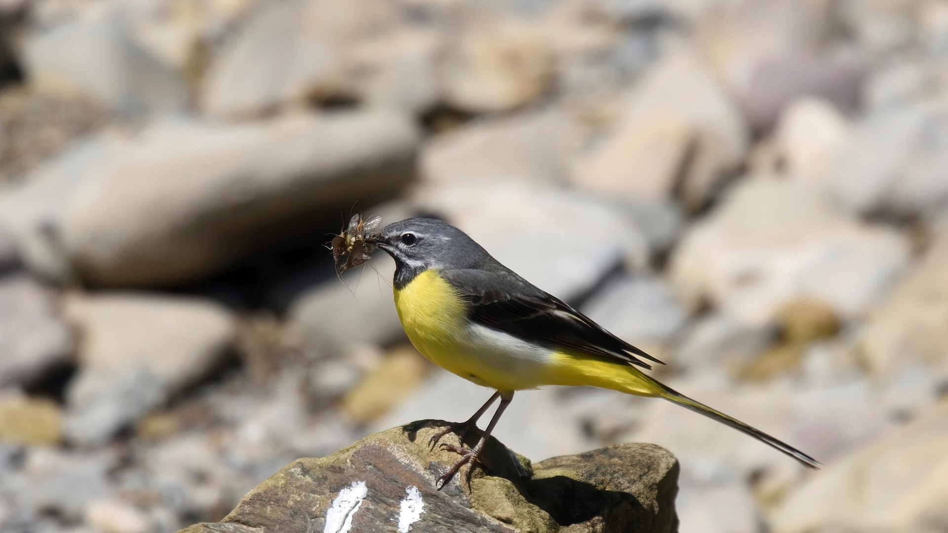 Gray Wagtail